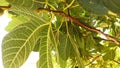 Fresh fig fruit surrounded by big leaves on the fig tree in Turkey Royalty Free Stock Photo