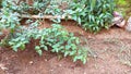 Fresh fig fruit surrounded by big leaves on the fig tree in Turkey Royalty Free Stock Photo