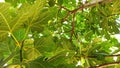 Fresh fig fruit surrounded by big leaves on the fig tree in Turkey Royalty Free Stock Photo