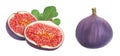 Fresh fig half fruit with leaf isolated on white background Royalty Free Stock Photo