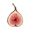 Fresh fig half fruit watercolor illustration. Tropical sweet fruit with seeds on white background. Ripe tasty organic