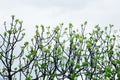 Fresh fig tree leaves Royalty Free Stock Photo