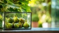 Fresh figs displayed in glass container with lush greenery background ,National Fig Week Royalty Free Stock Photo