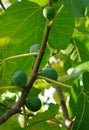 Fresh figs growing on a tree Royalty Free Stock Photo