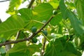 Fresh figs growing on a tree Royalty Free Stock Photo