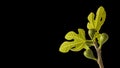 Fresh figs with leaves isolated on black background Royalty Free Stock Photo