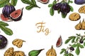 Fresh figs Poster or banner. Detox spice. Dried fruit background. Foliage, plant and branch. Vector Engraved hand drawn Royalty Free Stock Photo