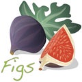 Fresh figs . Vector.