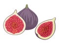 Fresh figs whole and cut in quarter and half. Vector illustration.