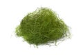 Fresh filamentous green algae Royalty Free Stock Photo
