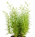 Fresh fines herbes, rosemary is isolated on white Royalty Free Stock Photo