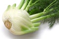 Fresh finocchio, florence fennel bulb Royalty Free Stock Photo