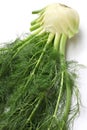 Fresh finocchio, florence fennel bulb Royalty Free Stock Photo