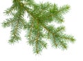 Fresh fir branch on a white background. Coniferous tree - a fest