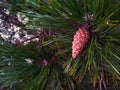 Spruce cone on a branch