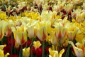 Fresh first spring flowers. Beautiful yellow tulips, spring background Royalty Free Stock Photo