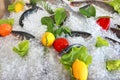 Fresh fish Royalty Free Stock Photo
