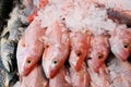 Fresh Fish Royalty Free Stock Photo