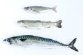 Three fresh fish on white background. Top view. Royalty Free Stock Photo