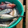 Fresh fish in bucket Royalty Free Stock Photo