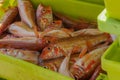 Fresh fish on box in port transferred by fishermen from the boat to the market, Galicia, Spain Royalty Free Stock Photo