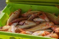 Fresh fish on box in port transferred by fishermen from the boat to the market, Galicia, Spain Royalty Free Stock Photo