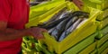 Fresh fish on box in port transferred by fishermen from the boat to the market, Galicia, Spain Royalty Free Stock Photo