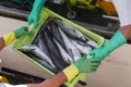 Fresh fish on box in port transferred by fishermen from the boat to the market, Galicia, Spain Royalty Free Stock Photo