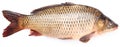 Fresh fish carp Royalty Free Stock Photo