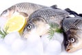 Fresh fish carp on a white background and ice and lemon Royalty Free Stock Photo