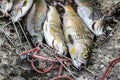 Fresh fish catch on a stone, grayling close-up on a fish stringer. Fishing and mining Royalty Free Stock Photo