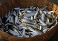 Fresh fish catch in a wicker basket