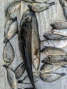 fresh fish caught by manjing Royalty Free Stock Photo