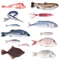 Fresh fish collage in white background