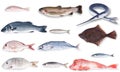 Fresh fish collage in white background