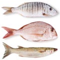 Fresh fish collage in white background