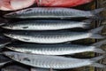 Fresh fish counter - Blackfin Barracuda, or Sphyraena qenie. Royalty Free Stock Photo