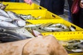 Fresh fish in different sizes laying on a table Royalty Free Stock Photo