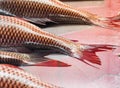 Fresh fish display in the market