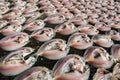 Fresh fish drying on net. Royalty Free Stock Photo