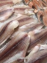 Fresh fish fillets and steaks on the market Royalty Free Stock Photo