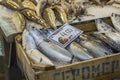 Fresh fish in the fish market - Greece Royalty Free Stock Photo