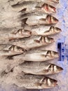 Fresh Fish - Food Market Royalty Free Stock Photo