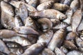 Fresh fish in the fresh market or supermarket Royalty Free Stock Photo
