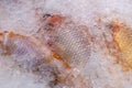 A fresh fish frozen in the ice at the market Royalty Free Stock Photo