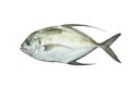 Fresh fish Royalty Free Stock Photo