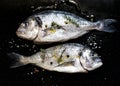 Fresh fish gilt-head bream dorade with salt and pepper