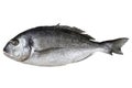 Fresh fish gilthead isolated Royalty Free Stock Photo