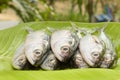 Fresh fishs on green banana leaf Royalty Free Stock Photo
