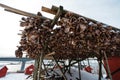 Fresh fish heads hanging to dry under a layer of snow in winter on the coast of Reine, Lofoten, Norway Royalty Free Stock Photo